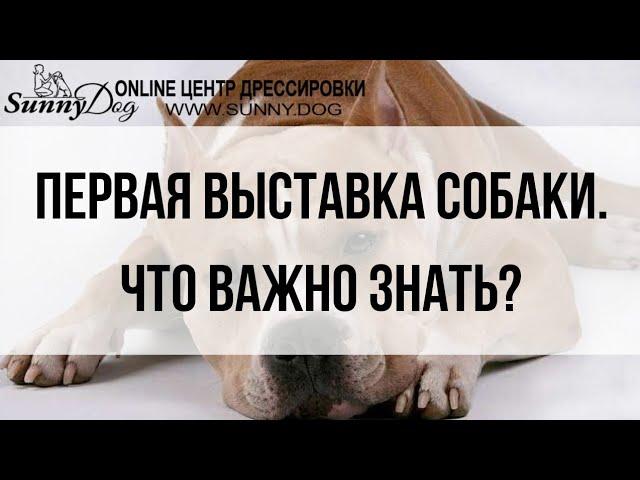 Первая выставка собаки. Что важно знать?