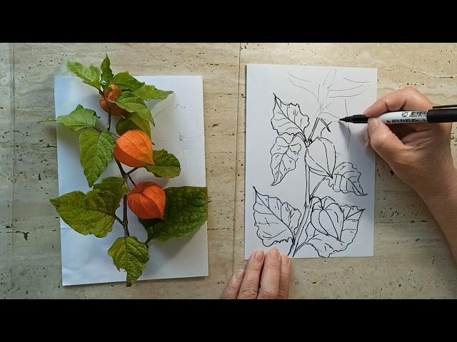 РИСУНОК КАРАНДАШОМ С НАТУРЫ /СКЕТЧ/ ФИЗАЛИС /botanical illustration /