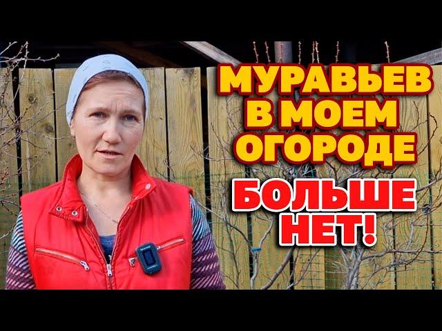 МУРАВЬИ не любят ЭТО пара КАПЕЛЬ и они уйдут СУПЕР СПОСОБ ИЗБАВИТСЯ ОТ ТЛИ БЕЗ ХИМИИ@obovsemsmarusya