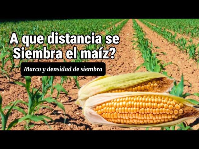 A que distancia se siembra el maíz?  Marco y densidad de plantación 