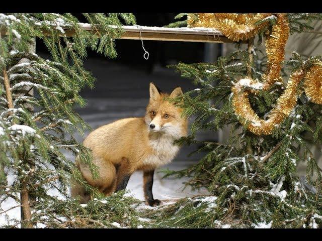 Новогоднее обращение. Итоги года и планы на будущее