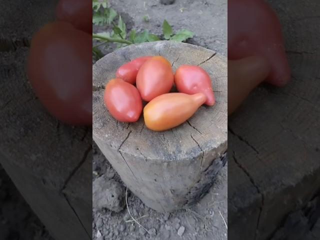 Томат гном Десперадо или Отчаянный #теплица #огород #сад