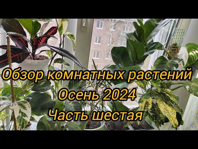 Обзор коллекции моих комнатных растений | Осень 2024 | Часть шестая