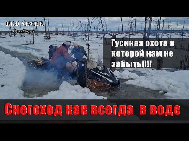 6 гусей на 5 выстрелов. Охота на гусей на тундре. Охота гуси видео. Охота весной на далеком севере.