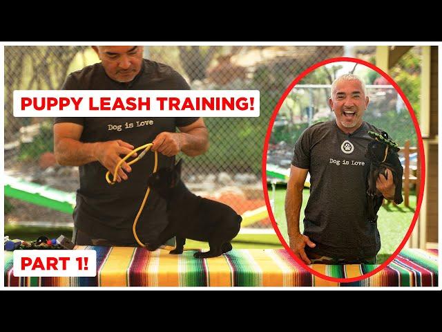 How To Leash Train Your Puppy (Dog Tips)