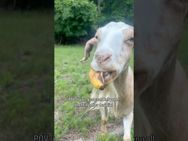 Things My Goat Doesn’t Like (as Narrated by Hugh Grant) #goat #funnygoat #quotes