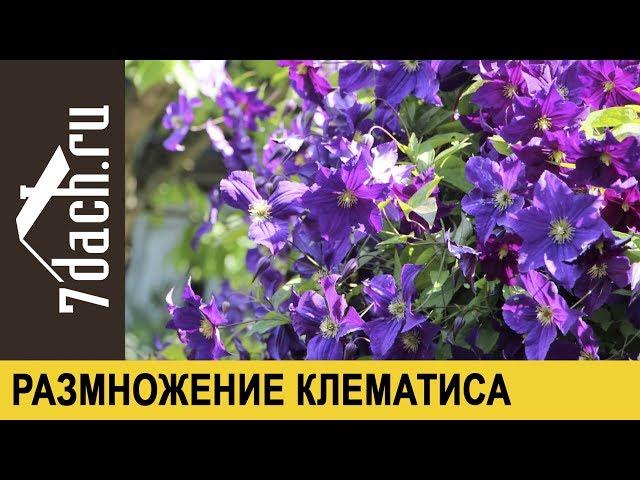 Размножение клематиса черенками - 7 дач