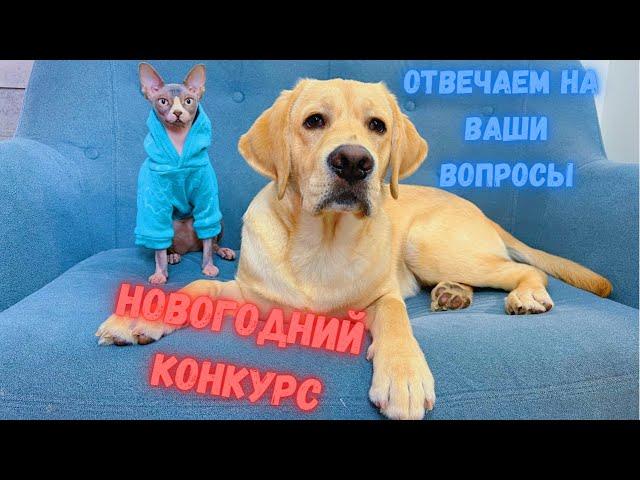 Отвечаем на ваши вопросы. Анонс Новогоднего конкурса!