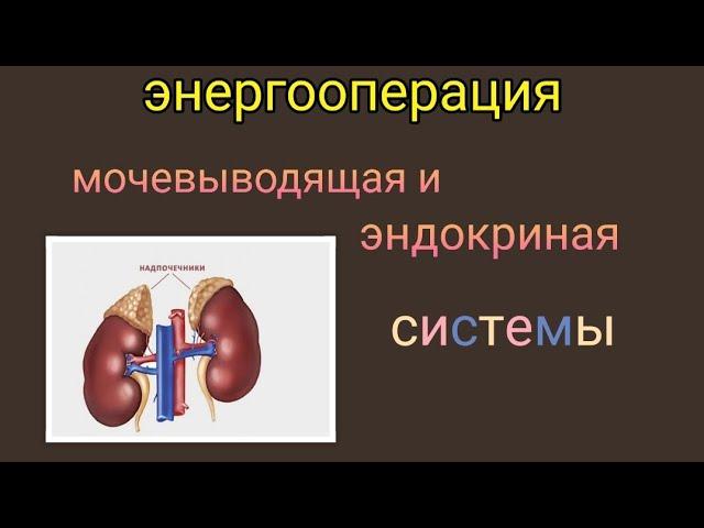 #энергооперация Мочевыводящая и Эндокриная системы