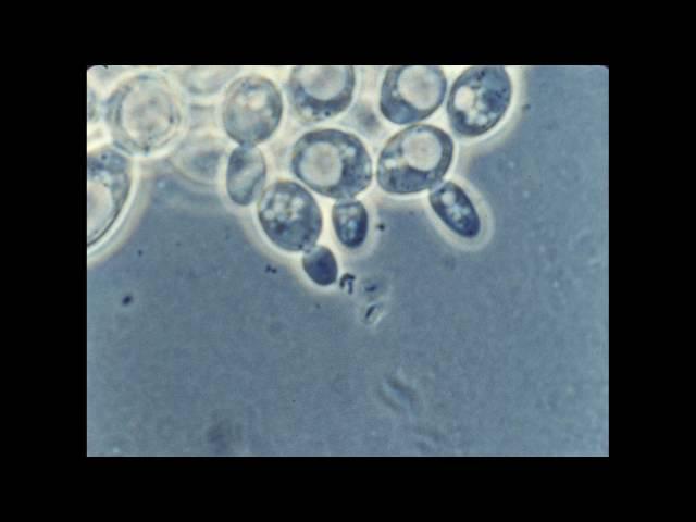 57. Budding of Yeast Cells