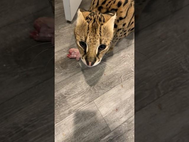 Adult Serval Hissing Sounds #serval #cat #servalcats #shorts