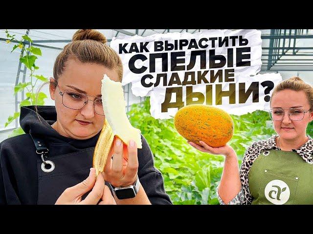 СЛАДКИЕ ДЫНИ. КАК ВЫРАСТИТЬ?