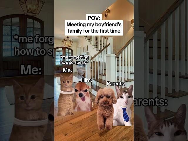 CAT MEMES Meeting my boyfriend's family for the first time #catmemes #relatable #relationship