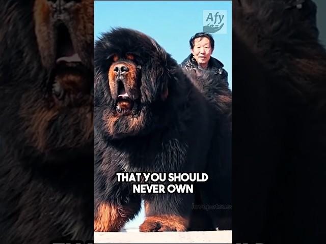 3 Dog breeds not for beginners!