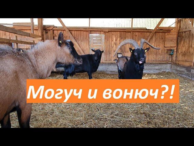 Что вы узнаете из лекции о козлах // Приглашение на вебинар