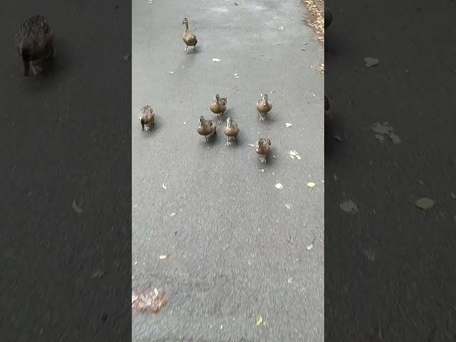 Duckling pursuit