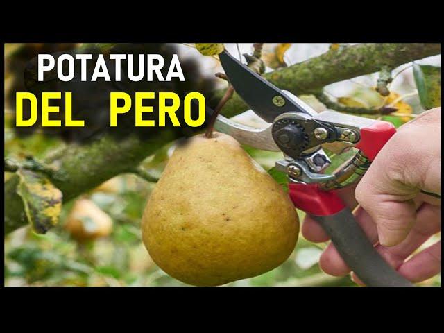 POTATURA DEL PERO