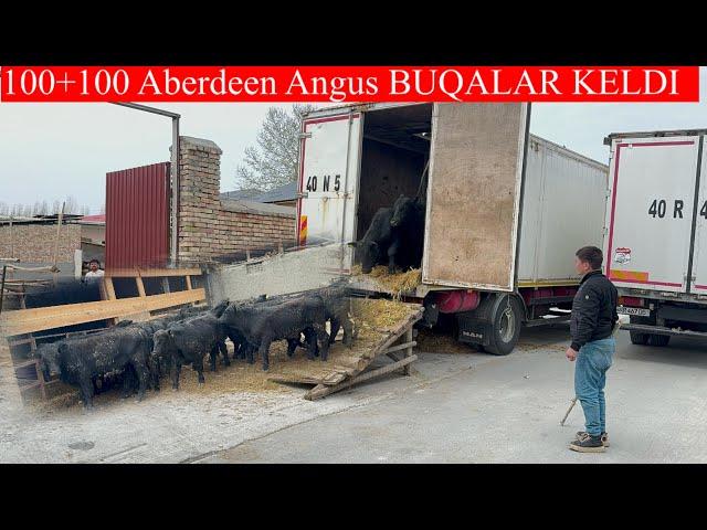 100+100 ABERDEEN ANGUS BUQALARI KELDI GULSHANBEK AKANI BUQALARI 100+100