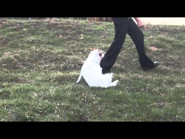 Amazing Dog Trick Jesse the Dog does a Somersault!