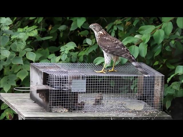 Lochin uchun qopqon// Accipiter on the Sparrow Trap HD