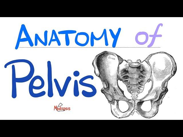 Anatomy of the Pelvis & Perineum - Quick Review - “in 90 Minutes” Series - Part 1