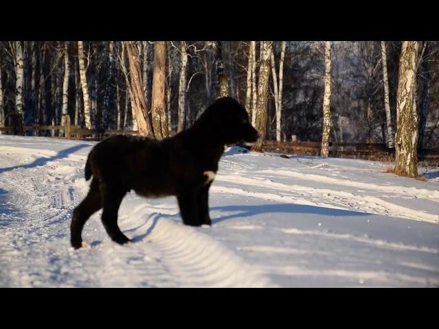 Щенки алабая на прогулке. #puppy #shortvideo #video #animals #shorts