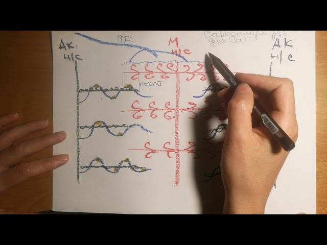 процесс сокращения и расслабления мышечного волокна.простое объяснение
