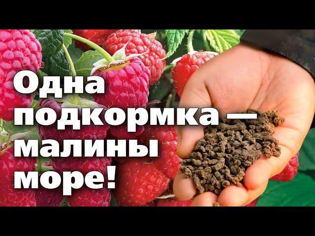 ОТЛИЧНОЕ УДОБРЕНИЕ ДЛЯ МАЛИНЫ. Внесли один раз, а работает весь сезон