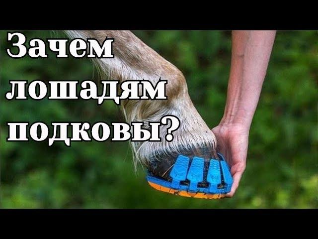 Зачем лошадям подковы? Зачем нужны подковы лошадям?