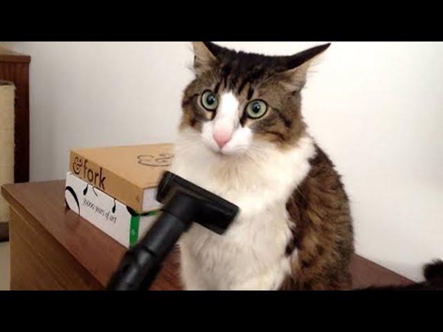 Cats being their weird and funny selves!  Funny Cats Videos