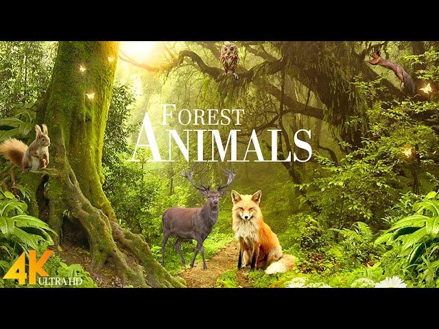 Forest Wild Animals 4k - Meditation Relaxing Music | Nature Soundscapes | Scenic Relaxation Film