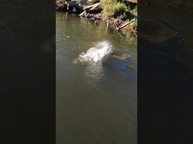 HUGE Fish DESTROYS my Lure! #fish #fishing #murraycod #bigfish