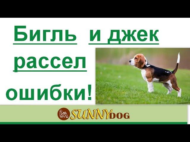 бигль и джекрассел ошибки выбора породы  ? обман рекламы и правда о породе бигль и джек рассел