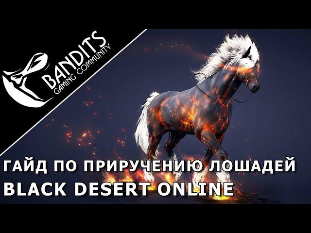 Guide how to tame wild horses in Black Desert Online