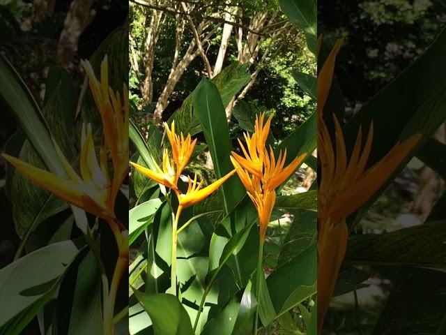 SEYCHELLES. Le Jardin Du Roi Spice Garden, Craft Village, Mahe