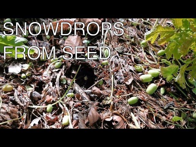 How to grow Snowdrops from Seed