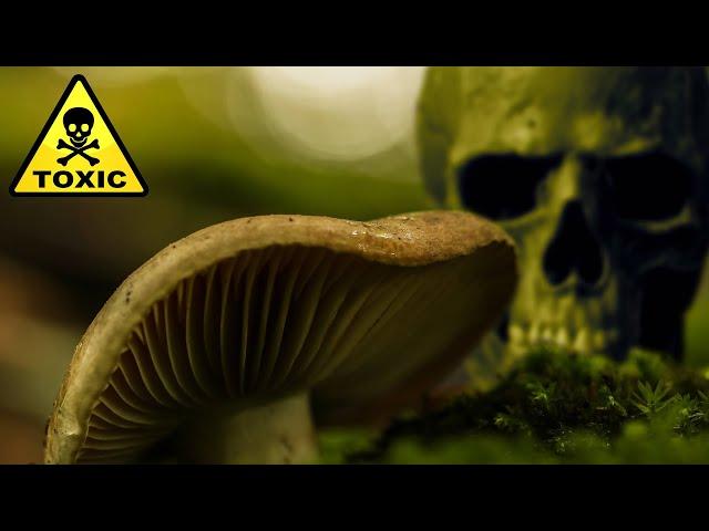 ЛОЖНАЯ СЫРОЕЖКА ЧЕРНЕЮЩАЯ | НЕСУЩАЯ СМЕРТЬ | RUSSULA SUBNIGRICANS