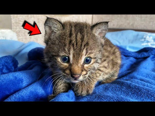 Woman saved lynx cub from death and raised him! Now they are inseparable