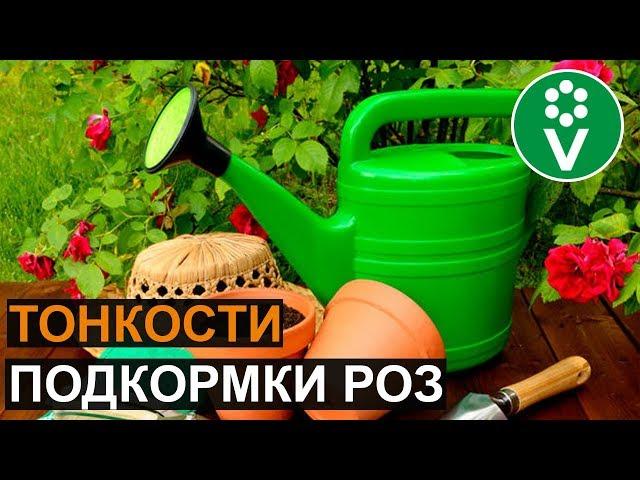 ЛЮБИМОЕ УДОБРЕНИЕ РОЗ! Подкормите розы сейчас для эффектного цветения!