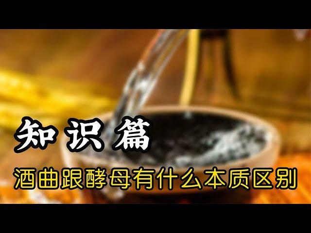 国内酿白酒用酒曲，国外酿酒用酵母，酵母和酒曲到底有什么区别？