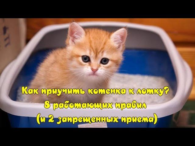 Как приучить котенка к лотку? How to teach a kitten to the tray?