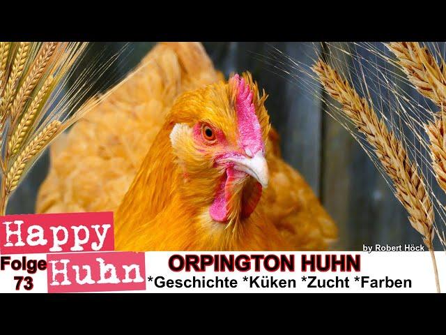 E73 Orpington Hühner im Rasseportrait bei HAPPY HUHN - mit Farbschlägen Gelb, Weiß, Splash und Blau