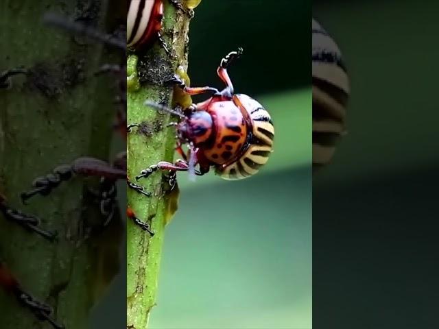 Colorado potato beetles, plant pest, insects vermin. Colorado beetles on potato plant