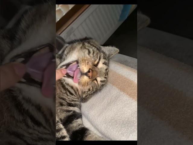 Funniest Cats  #cats #funniestcats  #funny #catvideos #shorts