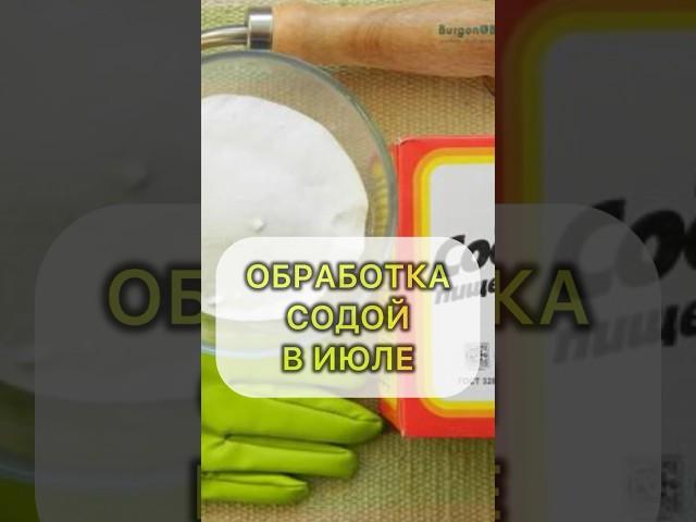 СЕКРЕТ ИСПОЛЬЗОВАНИЯ СОДЫ НА ОГОРОДЕ #дача #огород #овощи #огурцы #сад #садовод #сода #огурцы