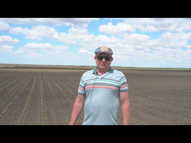 Всходы подсолнечника. Отзыв о работе пневматической сеялки анкерного типа PLANTER A "AGROMASTER".