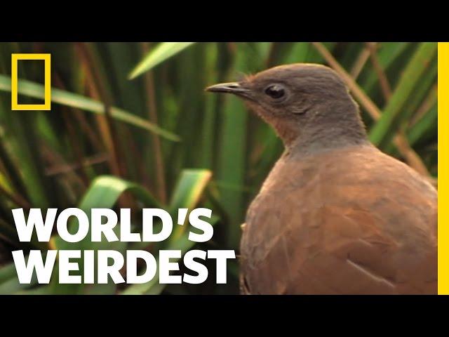 Bird Mimics Chainsaw, Car Alarm and More | World's Weirdest