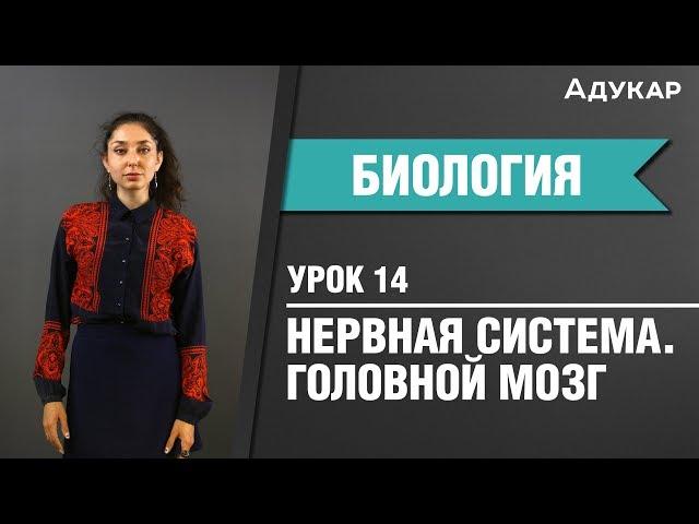 Головной мозг | Строение и функции | Биология ЦТ, ЕГЭ