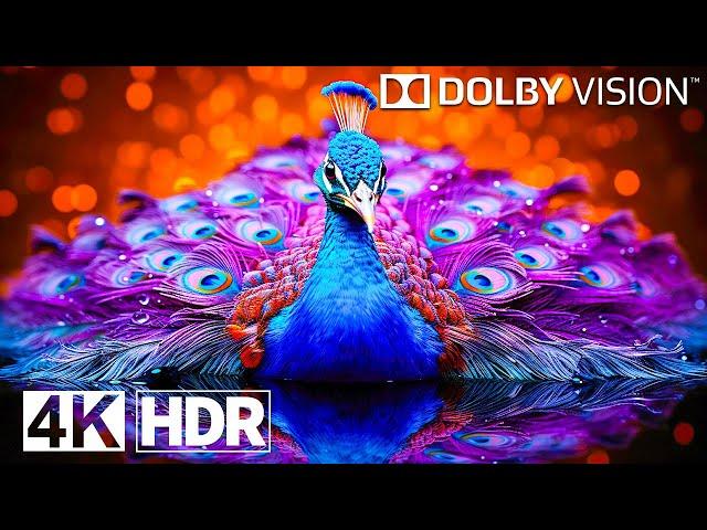 The Craziest OLED Test in 4K HDR 240FPS | Dolby Vision