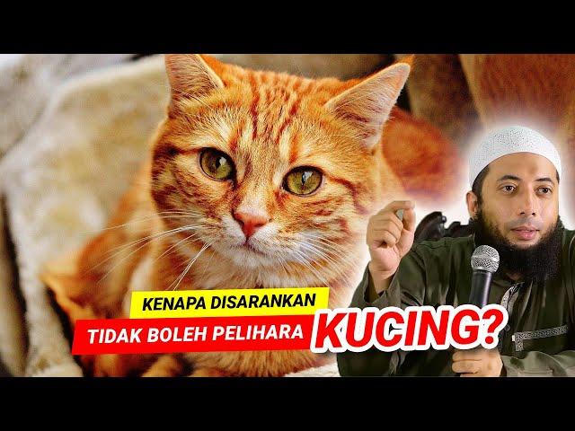 KENAPA DISARANKAN TIDAK BOLEH PELIHARA KUCING ?? - Ustadz Dr Khalid Basalamah